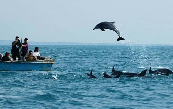دلفین ها در سفر به چابهار